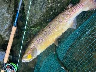 Chapel Catch salmon - AW from Worcester